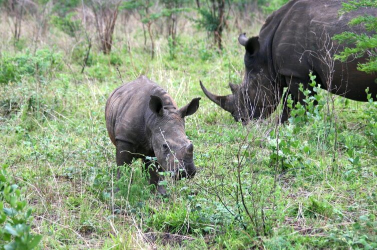 Rhinos in the Phase of Extinction, World needs to be Careful Rhinos in the Phase of Extinction, World needs to be Careful
